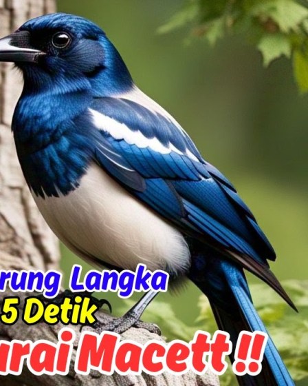 Menelusuri Karakter Mental Murai Batu Liar yang Unik dan Menarik Menelusuri Karakter Mental Murai Batu Liar yang Unik dan Menarik