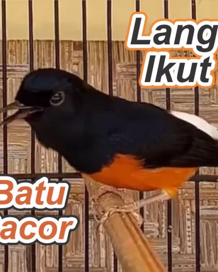 Cara Rekam Suara Murai Batu Gacor dengan Teknik Terbaik dan Efektif Cara Rekam Suara Murai Batu Gacor dengan Teknik Terbaik dan Efektif