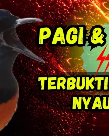 Pola Latihan Pagi Sore Murai Batu untuk Suara Optimal dan Kesehatan Pola Latihan Pagi Sore Murai Batu untuk Suara Optimal dan Kesehatan