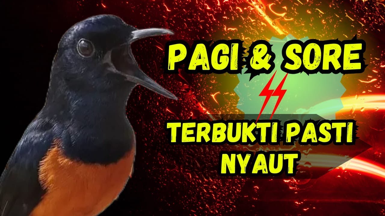 Pola Latihan Pagi Sore Murai Batu untuk Suara Optimal dan Kesehatan Pola Latihan Pagi Sore Murai Batu untuk Suara Optimal dan Kesehatan