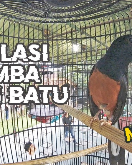 Bentuk Kepala Murai Juara Lomba: Rahasia Kecantikan dan Kemenangan Bentuk Kepala Murai Juara Lomba: Rahasia Kecantikan dan Kemenangan