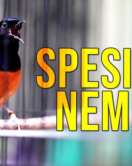 Cara Melatih Murai Batu Ngerol Panjang untuk Suara yang Memukau Cara Melatih Murai Batu Ngerol Panjang untuk Suara yang Memukau