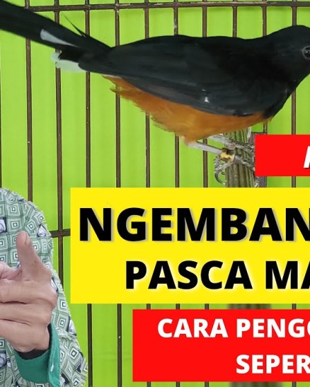 Panduan Lengkap Perawatan Murai Batu setelah Mabung yang Efektif Panduan Lengkap Perawatan Murai Batu setelah Mabung yang Efektif
