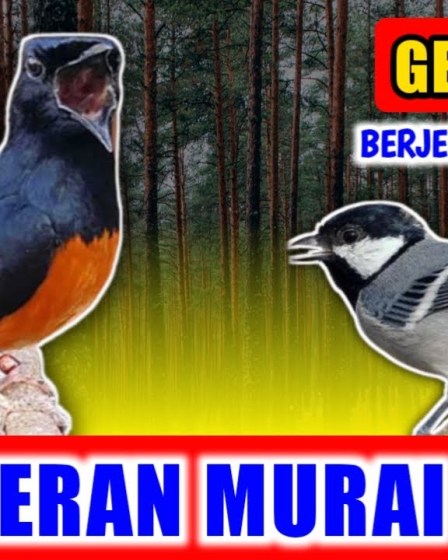 Suara Tembakan Murai Batu Latihan yang Efektif untuk Juara Suara Tembakan Murai Batu Latihan yang Efektif untuk Juara