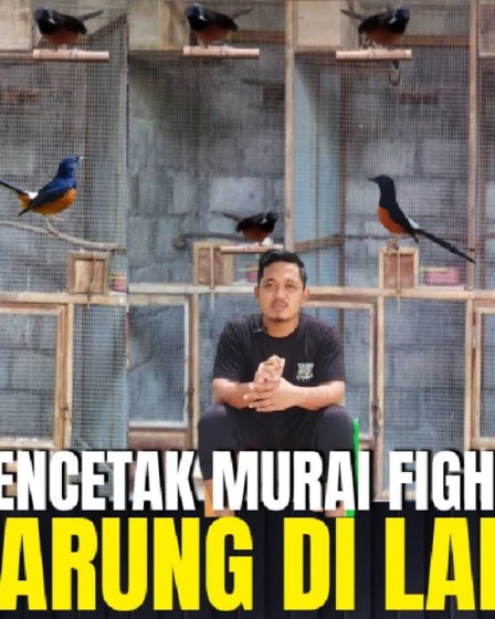 Mengenal Profil Peternak Murai Batu Sukses dan Strategi mereka Mengenal Profil Peternak Murai Batu Sukses dan Strategi mereka