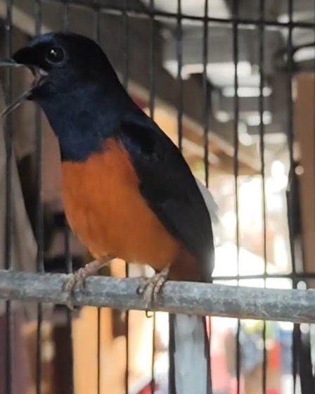 Murai Batu Ngeplong dan Artinya: Memahami Karakter Suara Burung ini Murai Batu Ngeplong dan Artinya: Memahami Karakter Suara Burung ini