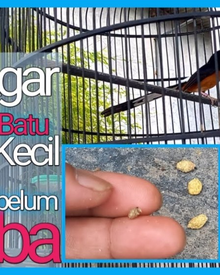 Setelan Murai Batu sebelum Lomba: Tips Memperoleh Juara Setelan Murai Batu sebelum Lomba: Tips Memperoleh Juara