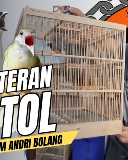 Mengenal Teknik Pemasteran Murai Batu Trotol untuk Suara Optimal Mengenal Teknik Pemasteran Murai Batu Trotol untuk Suara Optimal