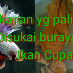 Makanan Alami untuk Anakan Cupang: Pilihan Terbaik untuk Tumbuh Kembang Makanan Alami untuk Anakan Cupang: Pilihan Terbaik untuk Tumbuh Kembang