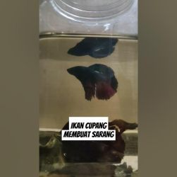 Cara Membuat Sarang Gelembung Cupang yang Sempurna dan Menarik Cara Membuat Sarang Gelembung Cupang yang Sempurna dan Menarik