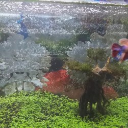 Mengatasi Masalah Ikan Cupang Malas Bergerak di Akuarium Anda Mengatasi Masalah Ikan Cupang Malas Bergerak di Akuarium Anda