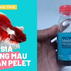 Cara Mengatasi Cupang Terlalu Agresif dengan Teknik Sederhana Cara Mengatasi Cupang Terlalu Agresif dengan Teknik Sederhana