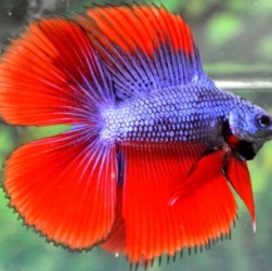 Mengenal Ikan Cupang Halfmoon Double Tail: Keindahan dan Perawatan Mengenal Ikan Cupang Halfmoon Double Tail: Keindahan dan Perawatan