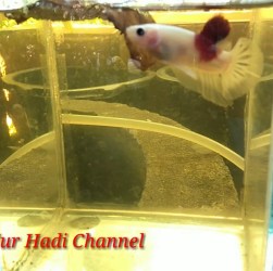 Ikan Cupang Tidak Mau Makan? Temukan Solusi Ampuhnya di Sini Ikan Cupang Tidak Mau Makan? Temukan Solusi Ampuhnya di Sini