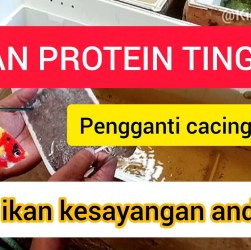 Pakan Protein Tinggi untuk Pertumbuhan Cupang: Panduan Terbaik Pakan Protein Tinggi untuk Pertumbuhan Cupang: Panduan Terbaik