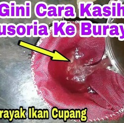 Maksimalkan Penggunaan Infusoria untuk Burayak Cupang Anda Maksimalkan Penggunaan Infusoria untuk Burayak Cupang Anda
