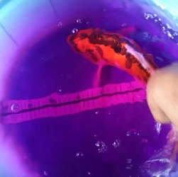 Cara Karantina Ikan Cupang Baru Datang untuk Kesehatan Optimal Cara Karantina Ikan Cupang Baru Datang untuk Kesehatan Optimal