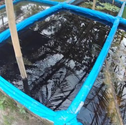 Panduan Lengkap Pembuatan Kolam Budidaya Ikan Cupang yang Sukses Panduan Lengkap Pembuatan Kolam Budidaya Ikan Cupang yang Sukses