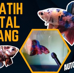 Cara Melatih Ikan Cupang Jadi Aktif dengan Teknik Sederhana Cara Melatih Ikan Cupang Jadi Aktif dengan Teknik Sederhana