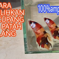 Cara Mengatasi Cupang Berdiam di Dasar agar Tetap Sehat Cara Mengatasi Cupang Berdiam di Dasar agar Tetap Sehat