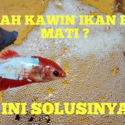 Perawatan Cupang Betina Pascakawin: Tips agar Sehat dan Bahagia Perawatan Cupang Betina Pascakawin: Tips agar Sehat dan Bahagia