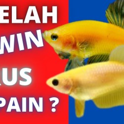 Perawatan Ikan Cupang setelah Bertarung: Tips untuk Pemulihan Optimal Perawatan Ikan Cupang setelah Bertarung: Tips untuk Pemulihan Optimal