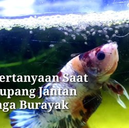 Cara Menjaga Survival Rate Burayak Cupang agar Tumbuh Sehat Cara Menjaga Survival Rate Burayak Cupang agar Tumbuh Sehat