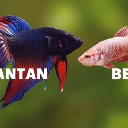 Mengapa Cupang Betina Selalu Kabur dari Jantan? Temukan Alasannya! Mengapa Cupang Betina Selalu Kabur dari Jantan? Temukan Alasannya!