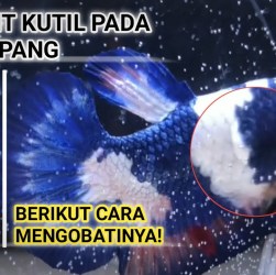 Cara Mengobati Luka di Badan Ikan Cupang dengan Efektif Cara Mengobati Luka di Badan Ikan Cupang dengan Efektif