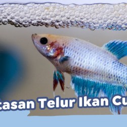 Pemilihan Wadah Penetasan Ikan Cupang: Tips untuk Hasil Optimal Pemilihan Wadah Penetasan Ikan Cupang: Tips untuk Hasil Optimal