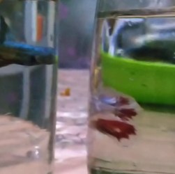 Kenali Penyebab Ikan Cupang Lesu setelah Ganti Air dan Solusinya Kenali Penyebab Ikan Cupang Lesu setelah Ganti Air dan Solusinya