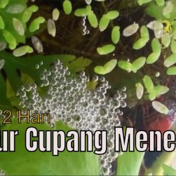 Cara Memanen Telur Ikan Cupang dengan Aman dan Efektif Cara Memanen Telur Ikan Cupang dengan Aman dan Efektif
