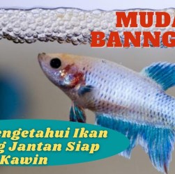 Ciri Cupang Jantan Siap Kawin yang Wajib Diketahui Penggemar Ikan Ciri Cupang Jantan Siap Kawin yang Wajib Diketahui Penggemar Ikan