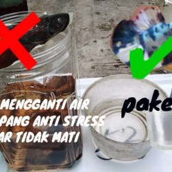 Mengganti Air Tanpa Stres pada Cupang: Tips Mudah untuk Pemula Mengganti Air Tanpa Stres pada Cupang: Tips Mudah untuk Pemula