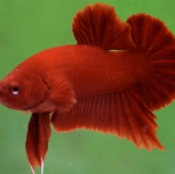 Mengetahui Keindahan Cupang Plakat Super Red yang Memikat Hati Mengetahui Keindahan Cupang Plakat Super Red yang Memikat Hati