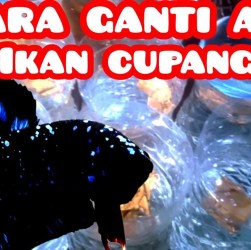 Cara Menetralkan Air sebelum Dimasukkan Cupang dengan Efektif Cara Menetralkan Air sebelum Dimasukkan Cupang dengan Efektif