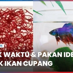 Efek Pakan Berlebih pada Ikan Cupang: Dampak dan Solusi Efektif Efek Pakan Berlebih pada Ikan Cupang: Dampak dan Solusi Efektif
