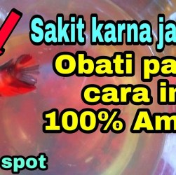 Cara Mengobati Ikan Cupang Berjamur Putih dengan Efektif dan Aman Cara Mengobati Ikan Cupang Berjamur Putih dengan Efektif dan Aman