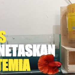 Pentingnya Pemberian Artemia untuk Burayak Umur Seminggu Secara Efektif Pentingnya Pemberian Artemia untuk Burayak Umur Seminggu Secara Efektif