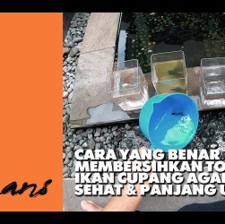 Cara Membersihkan Toples Ikan Cupang agar Selalu Bersih dan Sehat Cara Membersihkan Toples Ikan Cupang agar Selalu Bersih dan Sehat