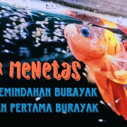 Tahap Pertumbuhan Burayak Cupang dari Telur hingga Siap Dipelihara Tahap Pertumbuhan Burayak Cupang dari Telur hingga Siap Dipelihara