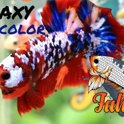 Mengetahui Keindahan Cupang Koi Galaxy Nemo Mix yang Menawan Mengetahui Keindahan Cupang Koi Galaxy Nemo Mix yang Menawan