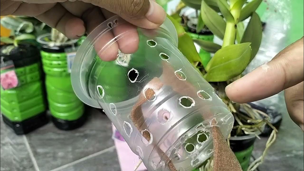 Optimalisasi Sistem Hidroponik untuk Anggrek agar Tumbuh Subur Optimalisasi Sistem Hidroponik untuk Anggrek agar Tumbuh Subur