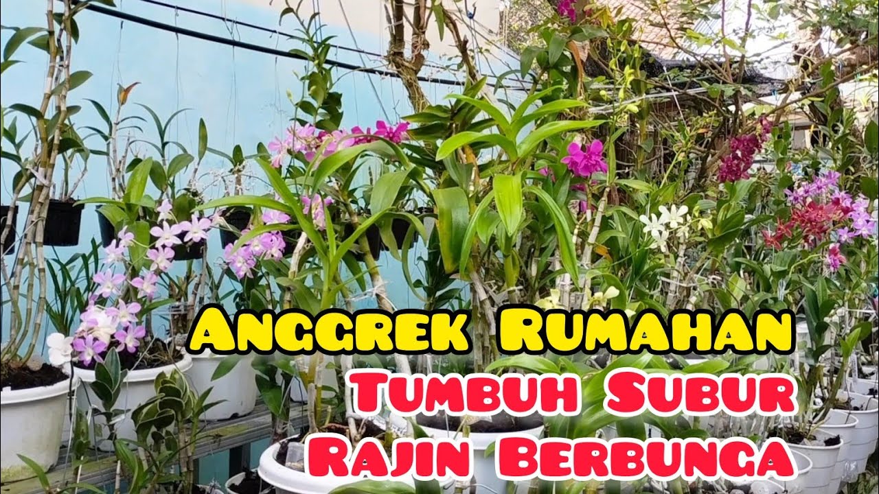 Cara Membuat Rumah Naungan Anggrek Sederhana dan Efektif Cara Membuat Rumah Naungan Anggrek Sederhana dan Efektif