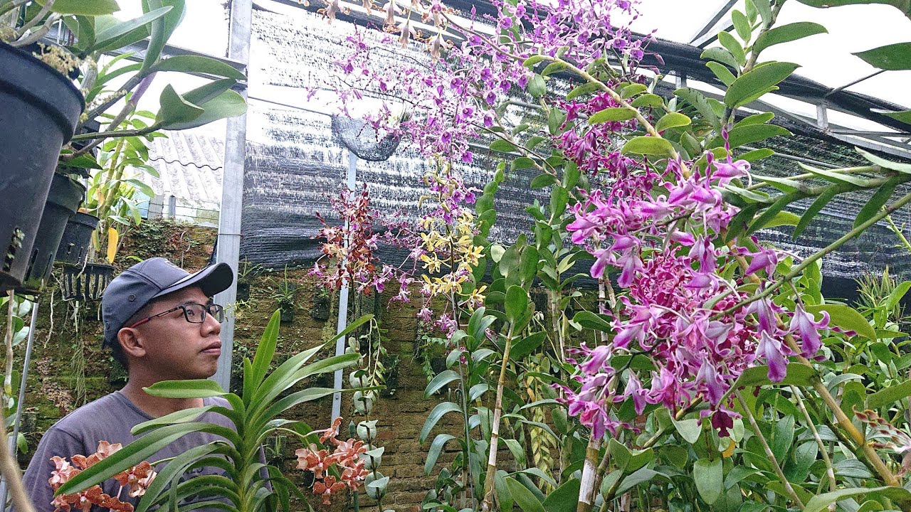 Menemukan Keindahan Anggrek Sobralia Batang Tinggi di Kebun Anda Menemukan Keindahan Anggrek Sobralia Batang Tinggi di Kebun Anda