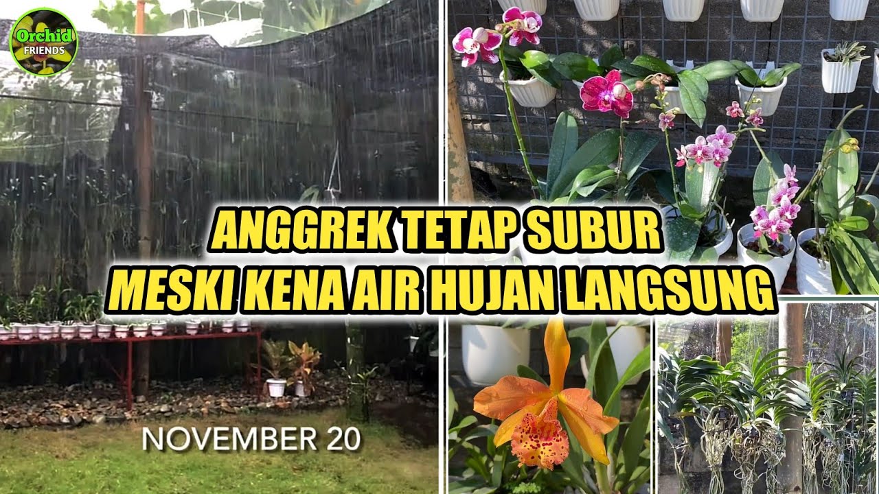 Tips Merawat Anggrek saat Musim Hujan agar Tetap Subur dan Indah Tips Merawat Anggrek saat Musim Hujan agar Tetap Subur dan Indah
