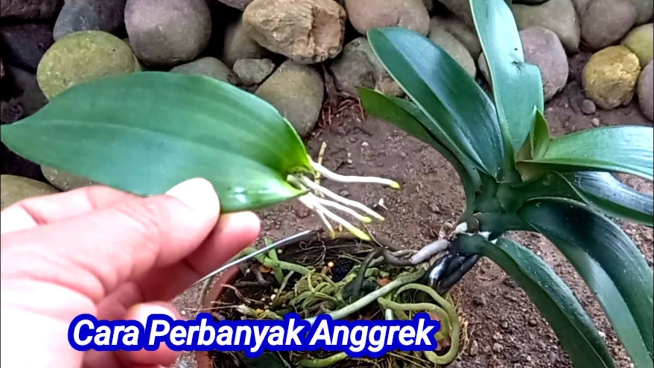 Cara Memperbanyak Anggrek Bulan dengan Metode Sederhana dan Efektif Cara Memperbanyak Anggrek Bulan dengan Metode Sederhana dan Efektif