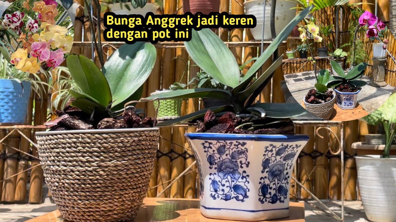 Menanam Anggrek di Pot Gantung: Tips Sukses untuk Pemula Menanam Anggrek di Pot Gantung: Tips Sukses untuk Pemula