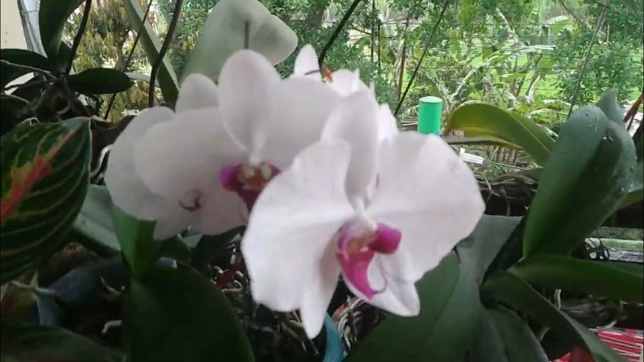 Penyiraman Anggrek saat Berbunga: Rahasia agar Mekar Indah Penyiraman Anggrek saat Berbunga: Rahasia agar Mekar Indah