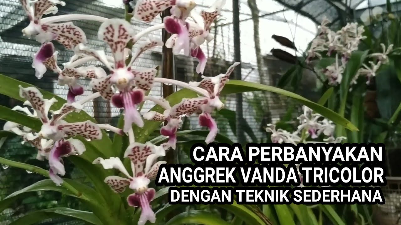 Cara Memperbanyak Anggrek Vanda Secara Efektif dan Mudah Cara Memperbanyak Anggrek Vanda Secara Efektif dan Mudah